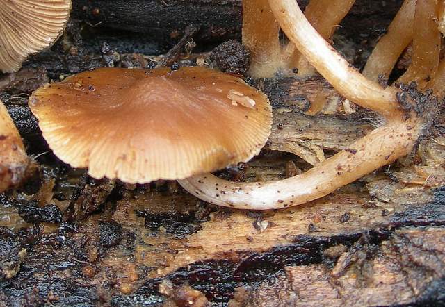 Psathyrella laevissima     (Romagn.)     Singer